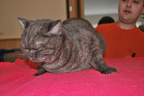 koka